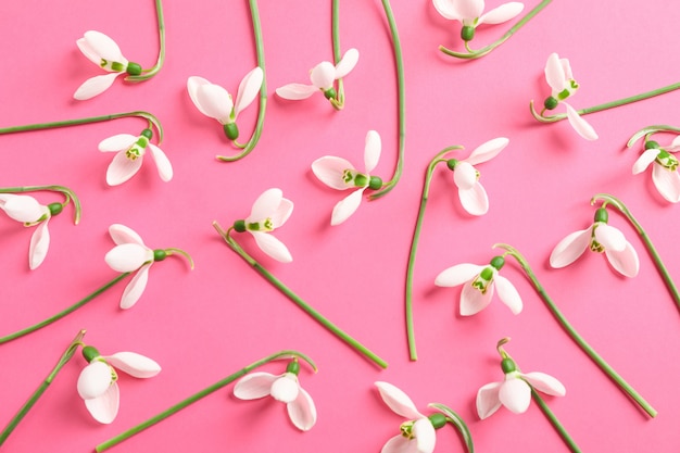 Flache Laienkomposition mit Schneeglöckchenblumen auf farbigem Hintergrund, Raum für Text