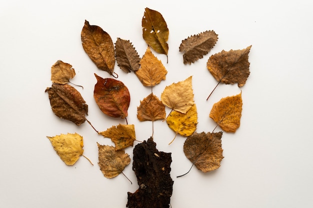 Flache Zusammensetzung von Herbstblättern in Form eines Baumes auf weißem Hintergrund. Platz für Text.