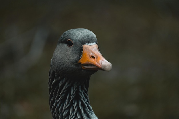 Flacher Fokus des Kopfes einer Graugans (Anser anser) auf verschwommenem Hintergrund