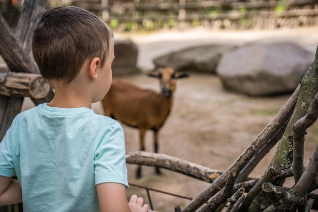 Flacher Fokus eines Kindes, das Tiere in einem Zoo unter dem Sonnenlicht beobachtet