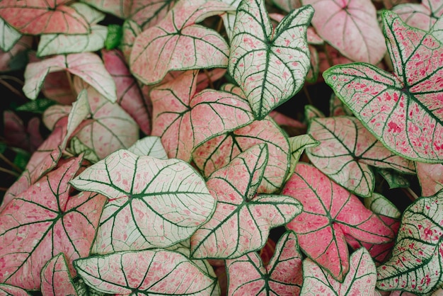 Flachlage aus rosa Caladium von oben