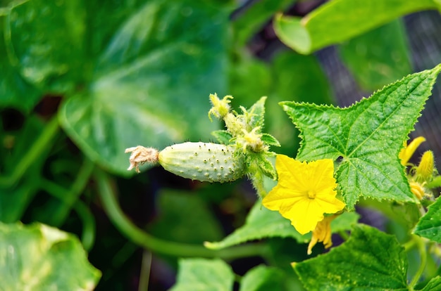 Foto flagelo con pequeños pepinos verdes y flor amarilla sobre un fondo de hojas y tallos verdes