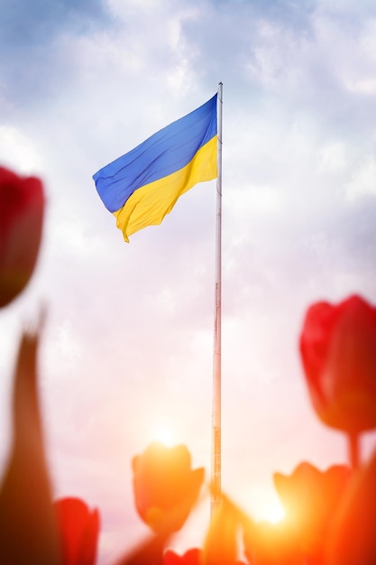 Flagge der Ukraine auf einem hohen Fahnenmast isoliert gegen einen blauen Himmel und rote Tulpen im Vordergrund