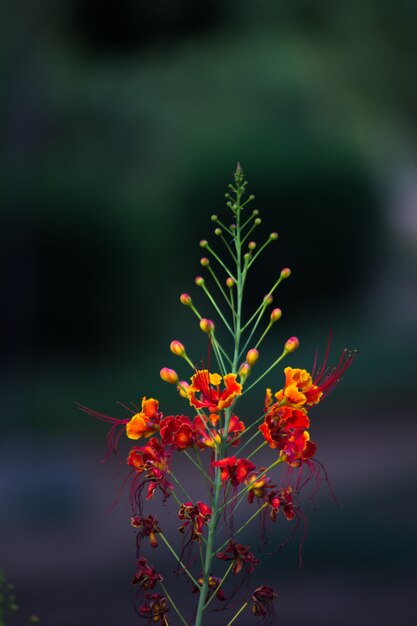 Flam-Boyant und The Flame Tree, Royal Poinciana mit leuchtend orangefarbenen Blüten im Park