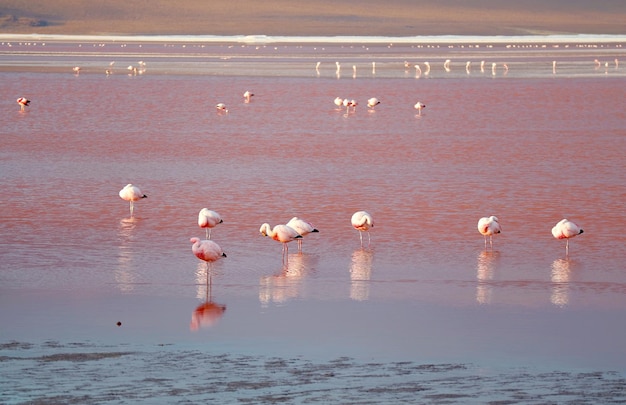 Flamboyance Flamingos Weiden in Laguna Colorada der Roten Lagune im bolivianischen Altiplano von Bolivien