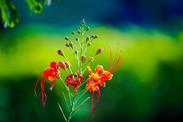 Flamboyant e The Flame Tree Royal Poinciana com flores laranja brilhantes no parque