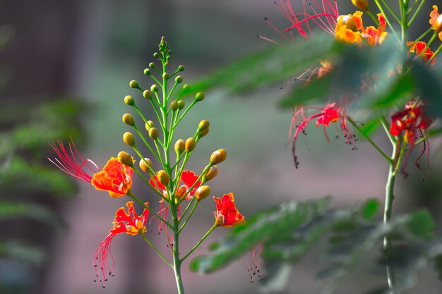 Flamboyant y The Flame Tree Royal Poinciana con flores de color naranja brillante en el parque