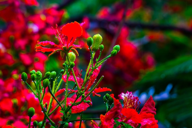 Flamboyant und The Flame Tree Royal Poinciana mit leuchtend orangefarbenen Blüten, die während des Monsuns nass werden