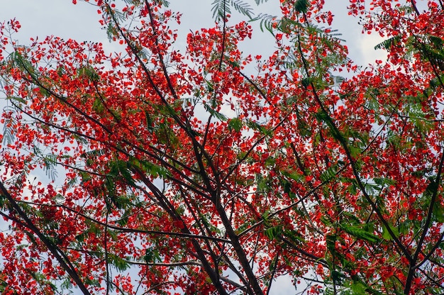 Flamboyische Blumen (Delonix Regia) in Gunung Kidul, Yogyakarta, Indonesien. Natürlicher Hintergrund