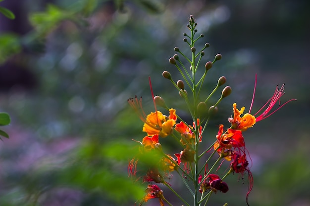 El Flame Tree Royal Poinciana Delonix regia es una especie de flores de color naranja brillante de plan de floración