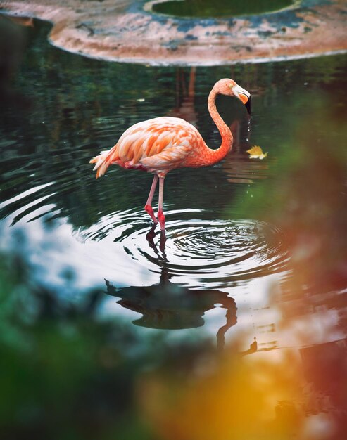 Flamenco en el agua