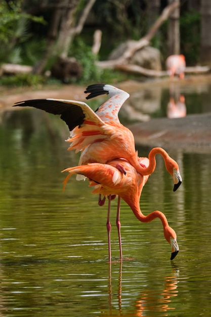 Flamenco americano Phoenicopterus ruber pájaro