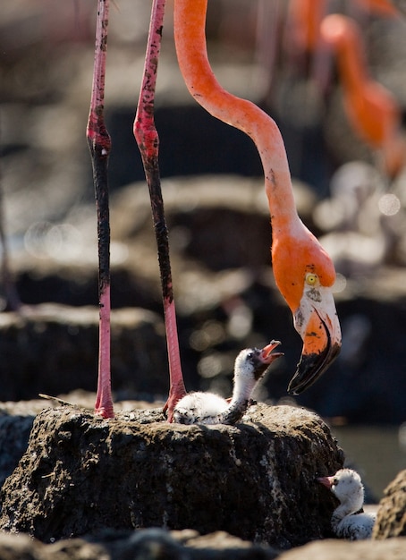 Flamenco caribeño en un nido con polluelos