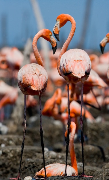 Flamenco caribeño en un nido con polluelos