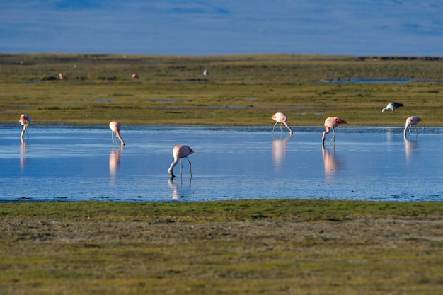 El flamenco chileno o flamenco austral es una especie de ave de la familia phoenicopteridae