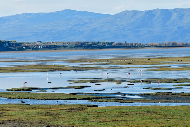 El flamenco chileno o flamenco austral es una especie de ave de la familia phoenicopteridae