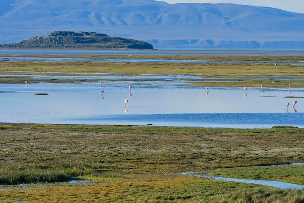 El flamenco chileno o flamenco austral es una especie de ave de la familia phoenicopteridae