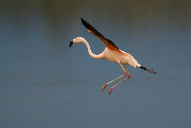 Flamenco Chileno Phoenicopterus chilensis La Pampa Argentina