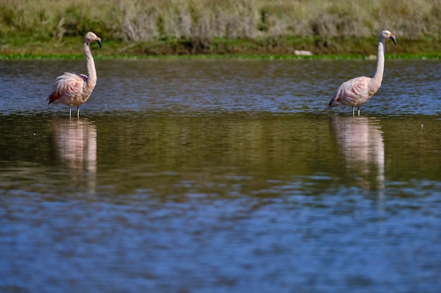 Flamenco chileno Phoenicopterus chilensis