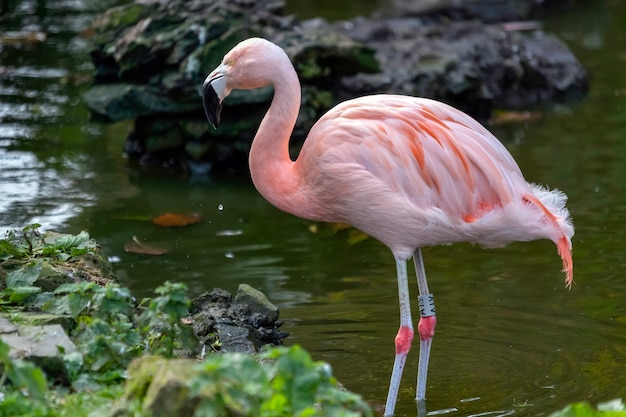 Flamenco chileno Phoenicopterus chilensis