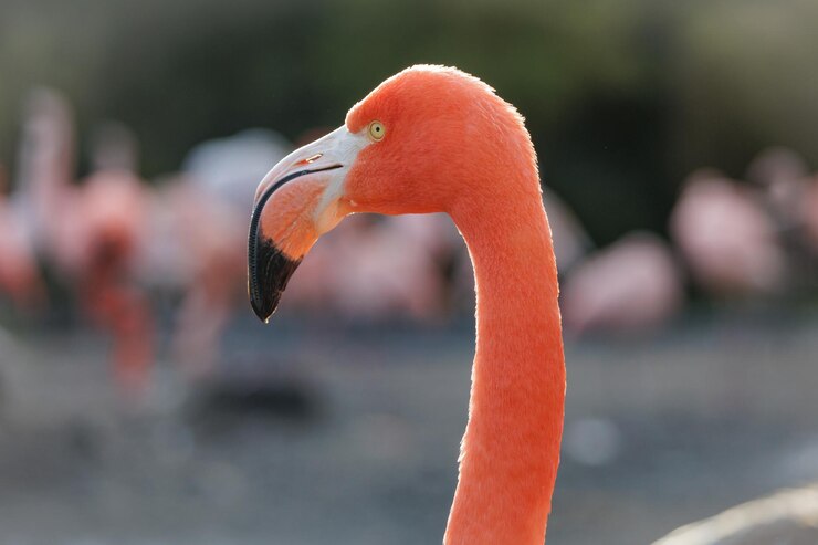 Foto un flamenco está de pie frente a un grupo de otros flamencos