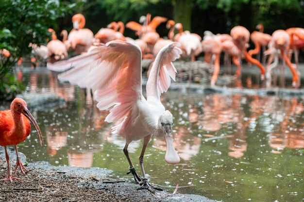 El flamenco extendiendo sus alas por el agua