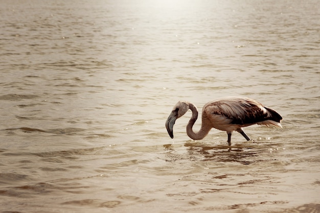 El flamenco joven se mete en el agua hasta las rodillas.