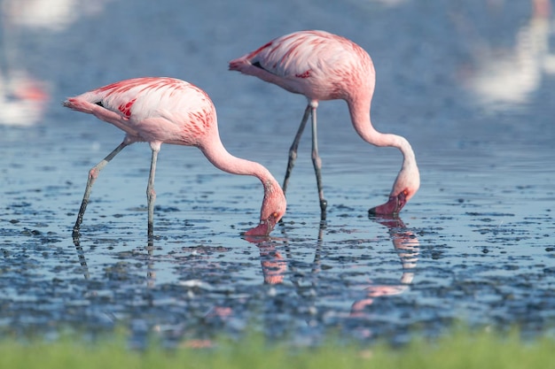 Flamenco menor Phoenicopterus minor Málaga España