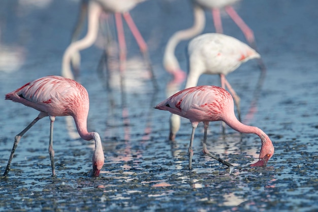 Flamenco menor (Phoenicopterus minor) Málaga, España