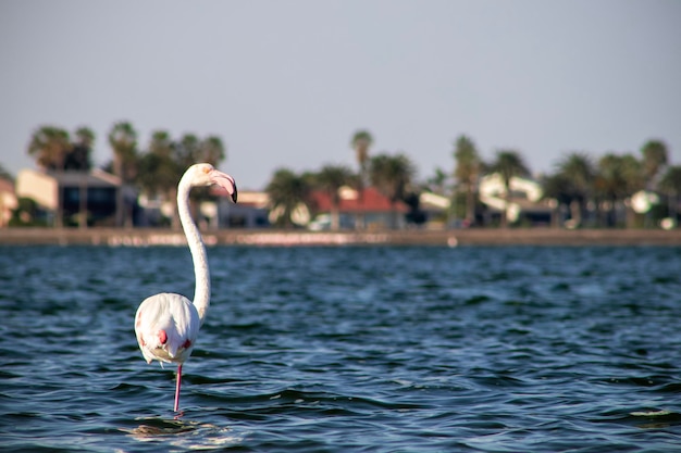 Foto el flamenco rosa africano solitario camina en la laguna azul en un día soleado