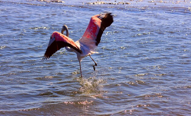Flamenco rosado africano solitario camina por la laguna