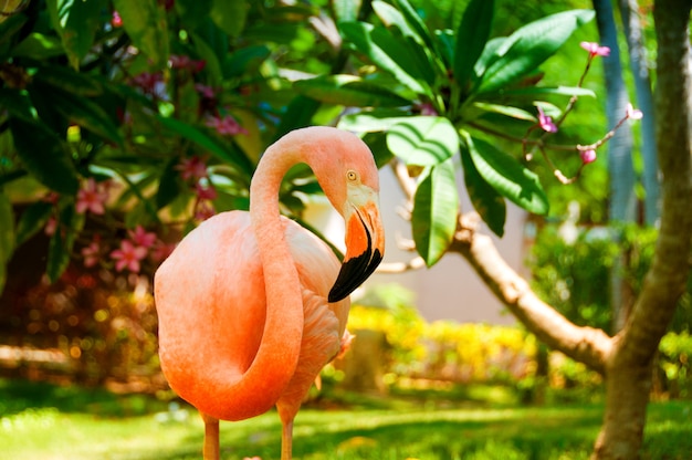 Un flamenco rosado del Caribe en el jardín.