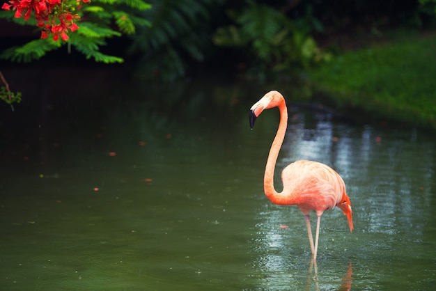 El flamenco rosado del Caribe va sobre el agua. Pink flamingo va a un pantano.