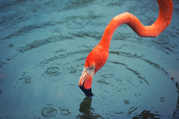 El flamenco rosado del Caribe va sobre el agua. Pink flamingo va a un pantano.