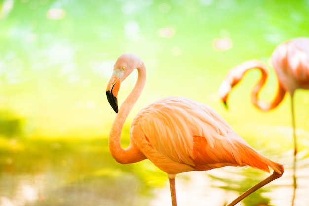 El flamenco rosado del Caribe se sumerge en el agua