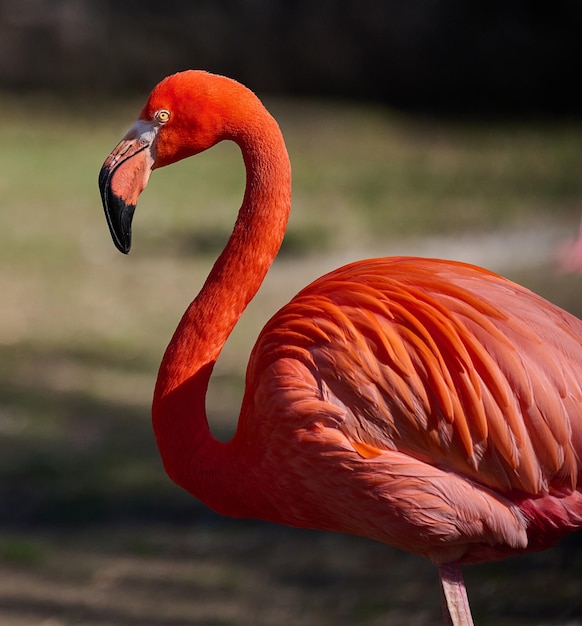 Flamenco rosado se encuentra en la naturaleza pájaro salvaje