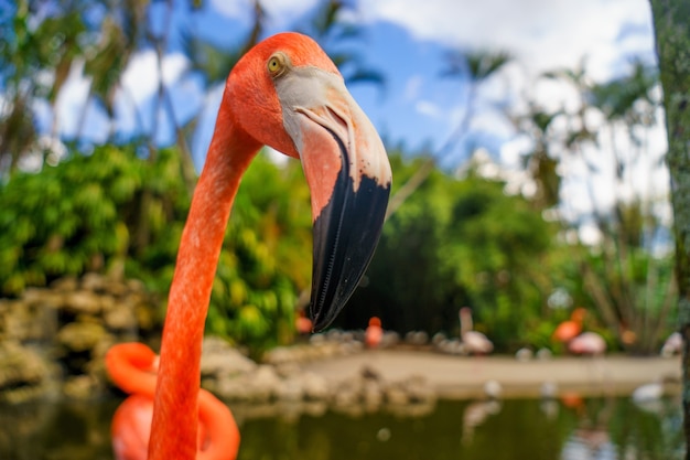 Flamenco rosado en el parque nacional.