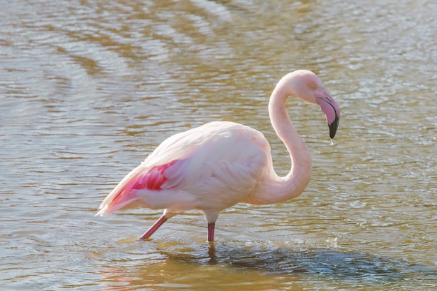 Flamenco rosado (Phoenicopterus roseus)