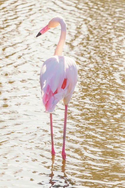 Flamenco rosado (Phoenicopterus roseus)