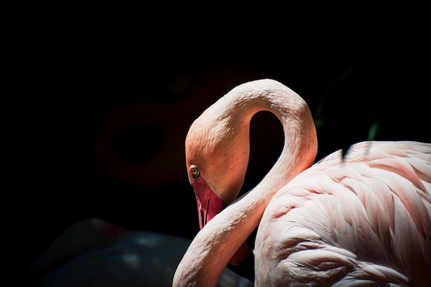 Foto un flamenco rosado sobre fondo negro