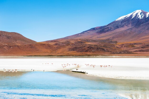 Flamenco rosado en la vista del volcán y la laguna Celeste en la meseta Altiplano, Bolivia