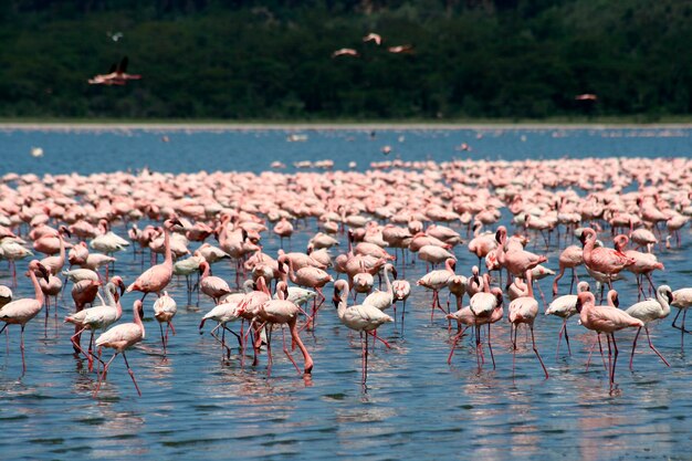 Foto los flamencos en áfrica