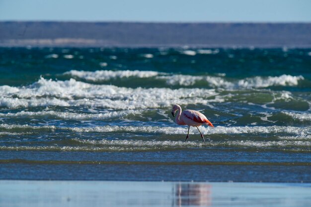 Flamencos alimentándose en una playaPenínsula Valdés Patagonia Argentina