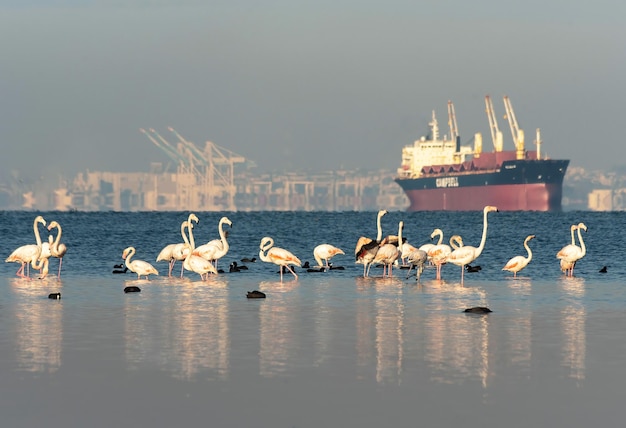 Foto flamencos y bebés blancos, rosas y rojos, en el mar, estanque y piscina