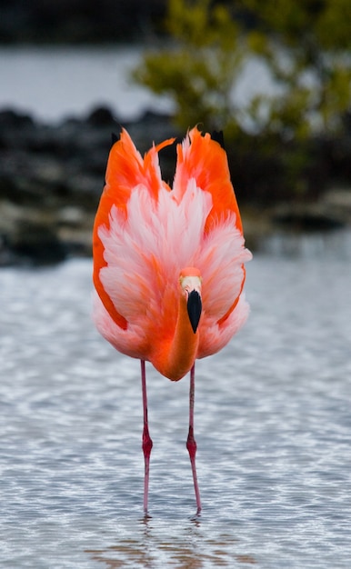 Flamencos caribeños de pie en la laguna. Las Islas Galápagos. Aves. Ecuador.