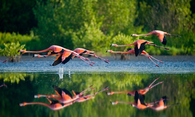 Flamencos caribeños volando sobre el agua con reflejo. Cuba. Reserva Rio MaximÃ Â °.