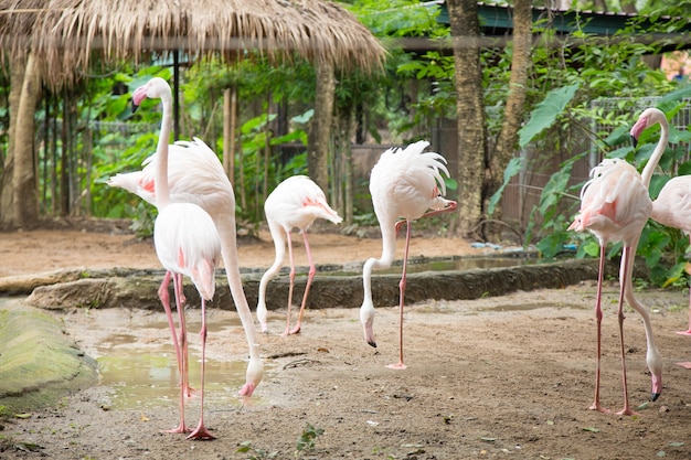 Los flamencos están buscando comida.