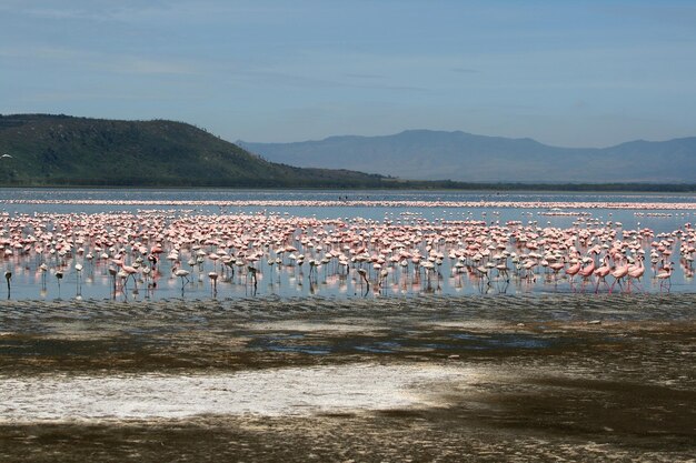 Los flamencos en África