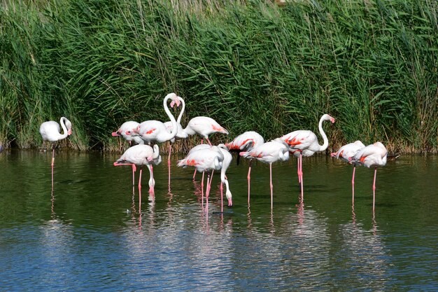 Flamencos en el lago en blackground verde