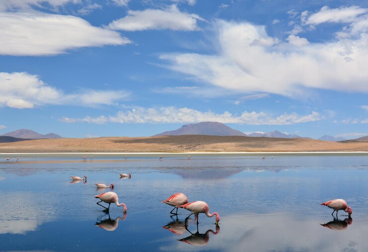 Foto flamencos en un lago en bolivia